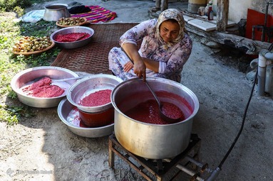 برداشت انار وحشی و تهیه رب انار به عنوان پر طرفدارترین چاشنی غذایی - انارستان‌های جنگلی گلستان