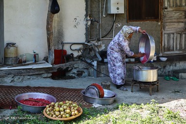 برداشت انار وحشی و تهیه رب انار به عنوان پر طرفدارترین چاشنی غذایی - انارستان‌های جنگلی گلستان