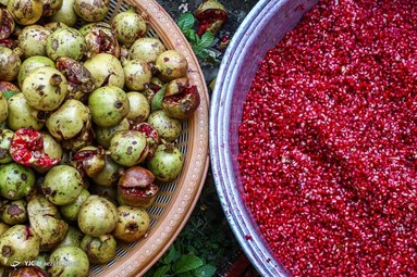 برداشت و پخت رب انار - یزد و گلستان 