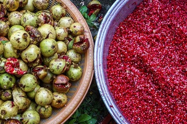 برداشت انار در مازندران