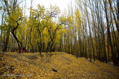 طبیعت پاییزی گنجنامه همدان