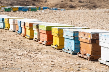 برداشت عسل کنار از زنبورستان دشت پلنگ شهرستان دشتی