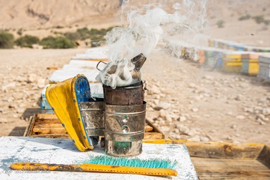 برداشت عسل کنار از زنبورستان دشت پلنگ شهرستان دشتی