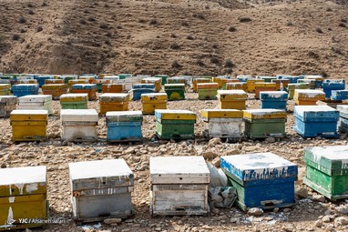 برداشت عسل کنار از زنبورستان دشت پلنگ شهرستان دشتی