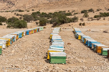 برداشت عسل کنار از زنبورستان دشت پلنگ شهرستان دشتی