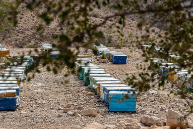 برداشت عسل کنار از زنبورستان دشت پلنگ شهرستان دشتی