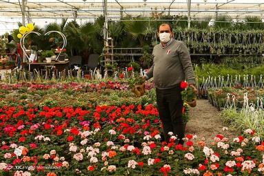 ۳۰میلیون گلدان انواع گل‌های فصلی پاییزه در خمینی شهر استان اصفهان تولید و عرضه می‌شود