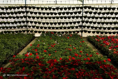 ۳۰میلیون گلدان انواع گل‌های فصلی پاییزه در خمینی شهر استان اصفهان تولید و عرضه می‌شود