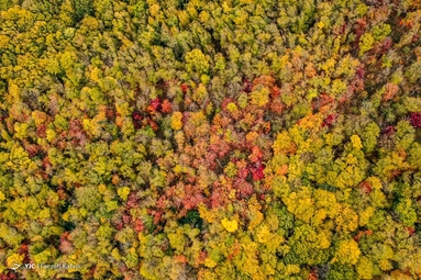 پاییز جنگل‌های هیرکانی