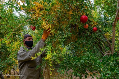 جشنواره انار ارسنجان در اقامتگاه بومگردی - ارسنجان فارس