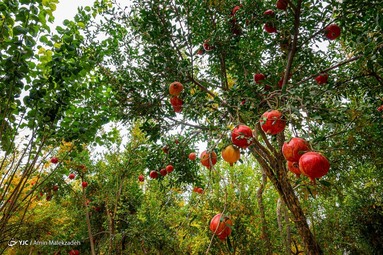 جشنواره انار ارسنجان در اقامتگاه بومگردی - ارسنجان فارس