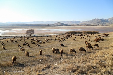 مرگ تالاب «قوری‌گل»
