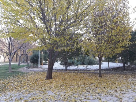 پاییز برگ ریزان
