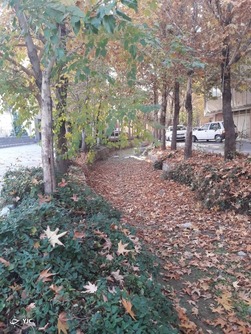 درختان پاییزی