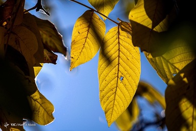 طبیعت زیبای پاییزی قاهان - قم