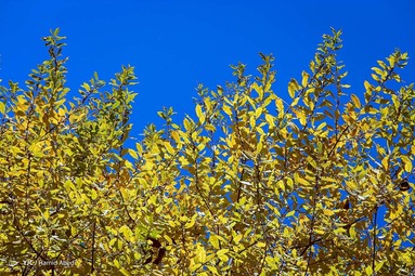 طبیعت زیبای پاییزی قاهان - قم