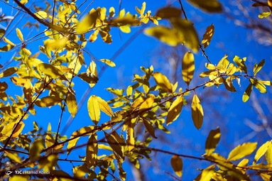 طبیعت زیبای پاییزی قاهان - قم