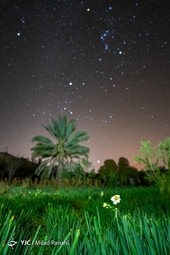 برداشت گل نرگس - خفر