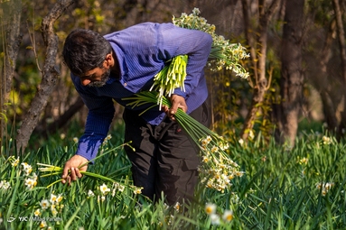 برداشت گل نرگس - خفر