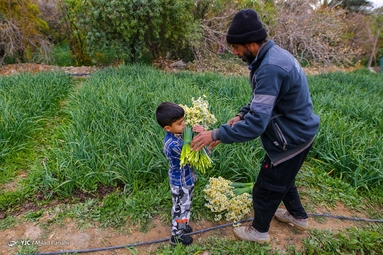برداشت گل نرگس - خفر