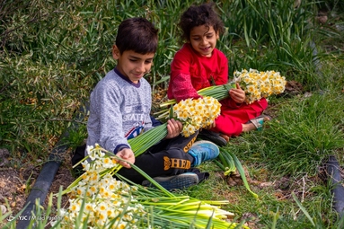 برداشت گل نرگس - خفر
