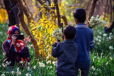 برداشت گل نرگس - خفر