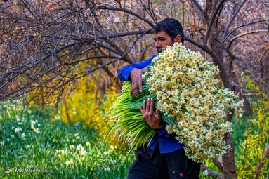 برداشت گل نرگس - خفر