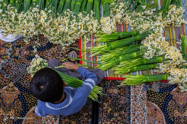 برداشت گل نرگس - خفر