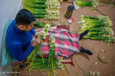 برداشت گل نرگس - خفر