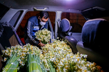 برداشت گل نرگس - خفر