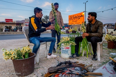 برداشت گل نرگس - خفر