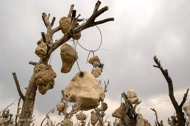 گوشواره های سنگی درختان (باغ سنگی سیرجان) - کرمان