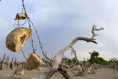 گوشواره های سنگی درختان (باغ سنگی سیرجان) - کرمان