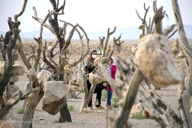 گوشواره های سنگی درختان (باغ سنگی سیرجان) - کرمان