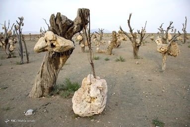گوشواره های سنگی درختان (باغ سنگی سیرجان) - کرمان