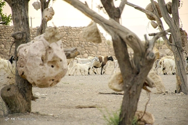 گوشواره های سنگی درختان (باغ سنگی سیرجان) - کرمان