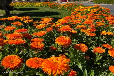 هوای بهاری در زمستان کیش