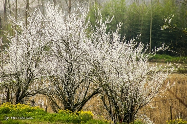 پاگشای بهار با شکوفه های آلوچه