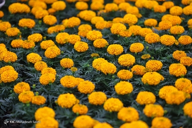 جشنواره گل های بهاری - اصفهان