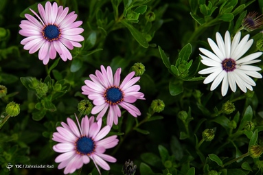 بازار گل محلاتی در آستانه‌ی سال نو