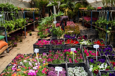 بازار گل محلاتی در آستانه‌ی سال نو