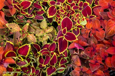 بازار گل محلاتی در آستانه‌ی سال نو