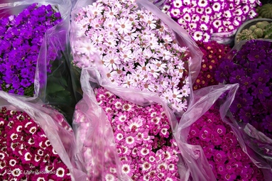 بازار گل محلاتی در آستانه‌ی سال نو