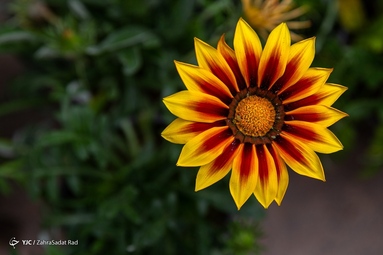 بازار گل محلاتی در آستانه‌ی سال نو