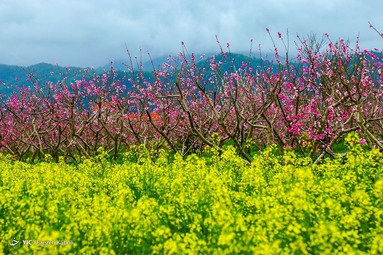 میهمانی شکوفه های بهاری - گلستان