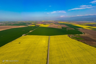 میهمانی شکوفه های بهاری - گلستان