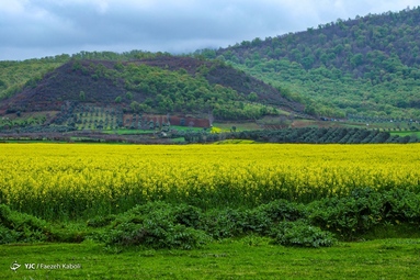 میهمانی شکوفه های بهاری - گلستان