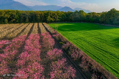 میهمانی شکوفه های بهاری - گلستان