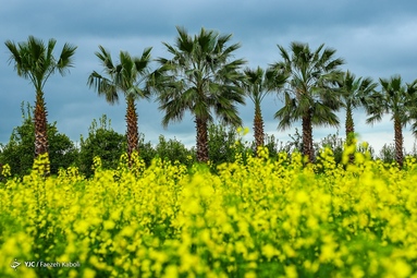 میهمانی شکوفه های بهاری - گلستان