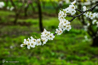 میهمانی شکوفه های بهاری - گلستان